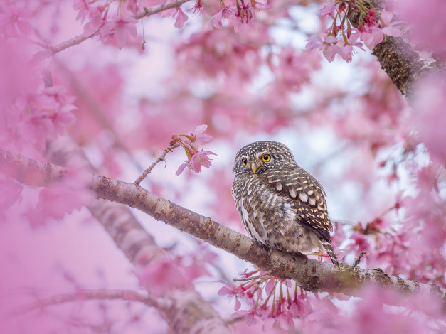 Обои картинки фото животные, совы, сова