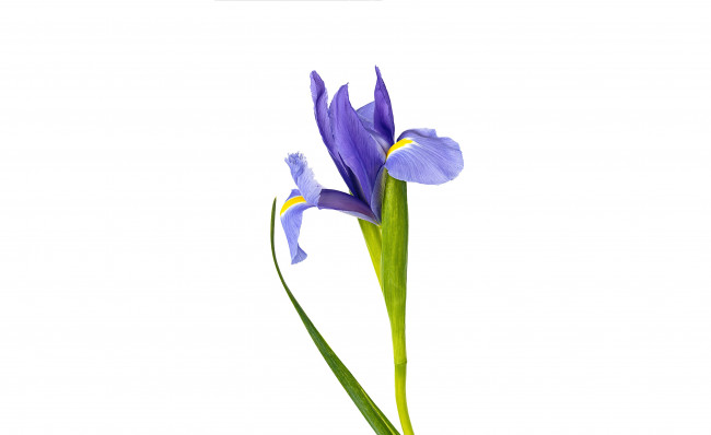 Обои картинки фото цветы, ирисы, ирис