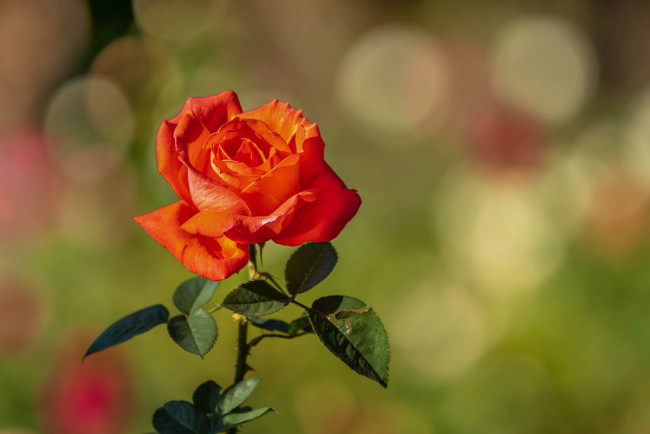 Обои картинки фото цветы, розы, роза