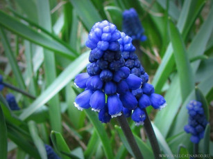 Картинка цветы гиацинты