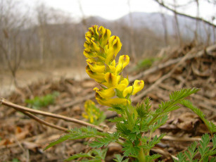 Картинка цветы луговые полевые