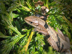 Картинка животные Ящерицы игуаны вараны