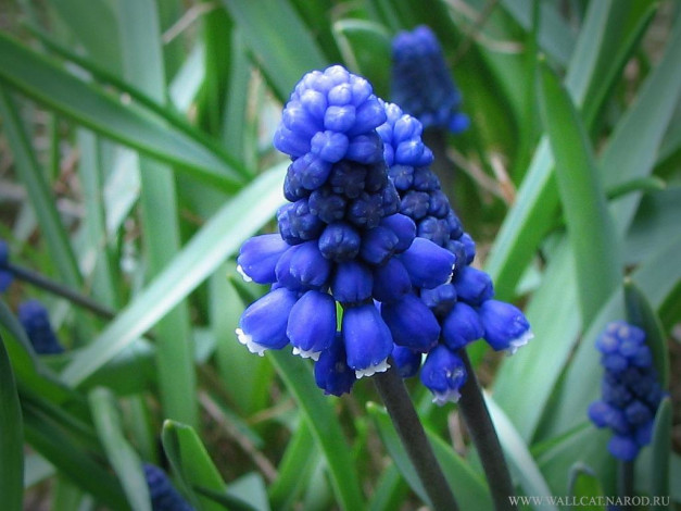 Обои картинки фото цветы, гиацинты