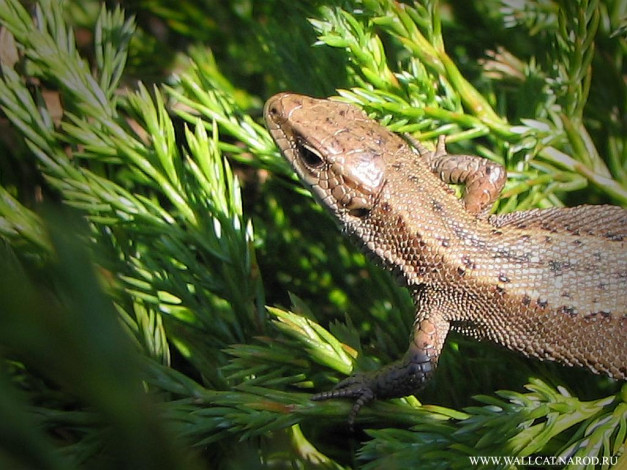 Обои картинки фото животные, Ящерицы, игуаны, вараны