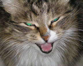 Картинка danilka животные коты