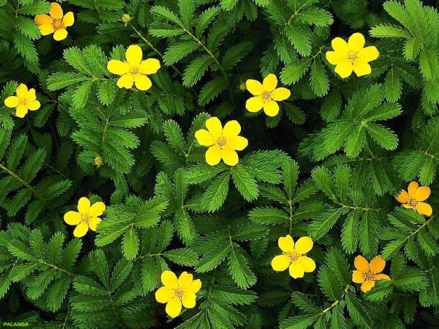 Обои картинки фото просто, красиво, цветы, калужницы, лютики