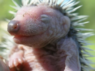 Картинка животные ежи