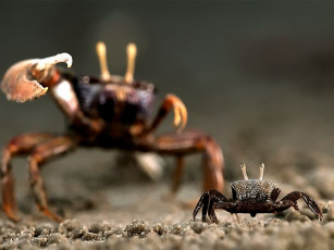 Картинка животные крабы раки