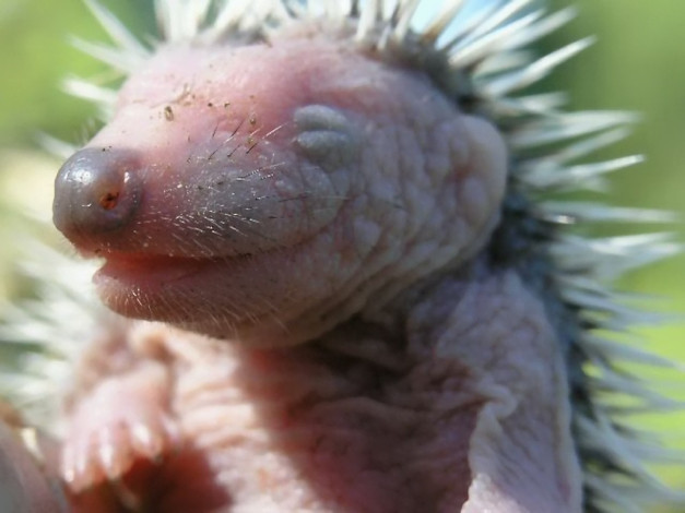 Обои картинки фото животные, ежи