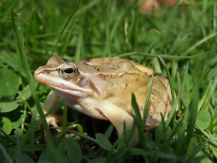 Картинка животные лягушки