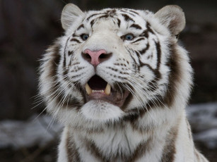 Картинка животные тигры