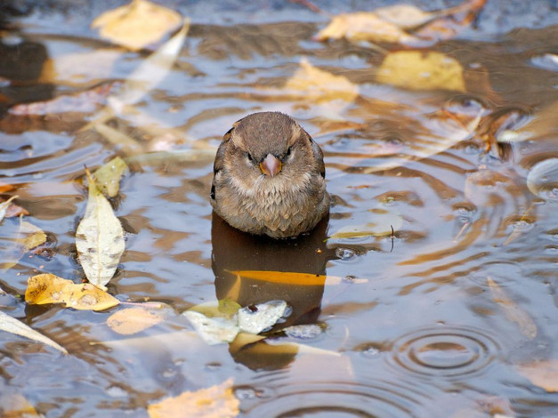 Обои картинки фото животные, воробьи