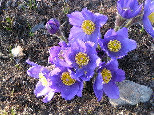 Картинка цветы анемоны адонисы