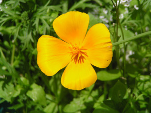 Картинка цветы эшшольция