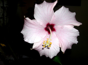 Картинка цветы гибискусы