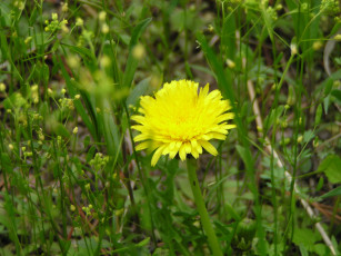 Картинка цветы одуванчики