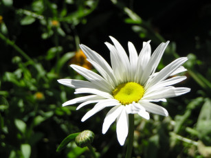 Картинка цветы ромашки