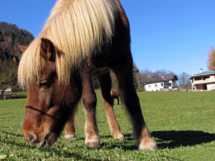 Картинка животные лошади