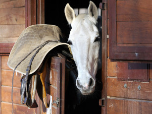 Картинка животные лошади