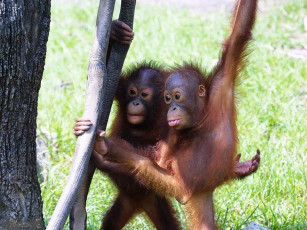 Картинка животные обезьяны