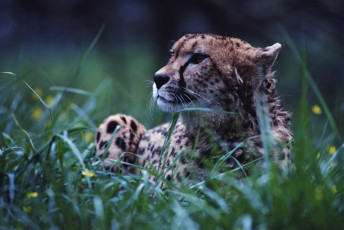 Картинка животные гепарды