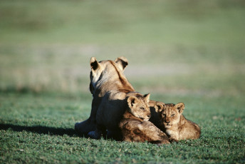 Картинка животные львы