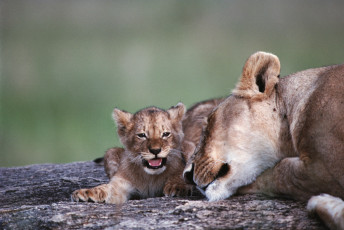 Картинка животные львы