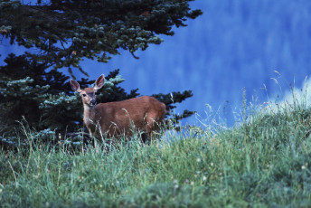 Картинка животные олени