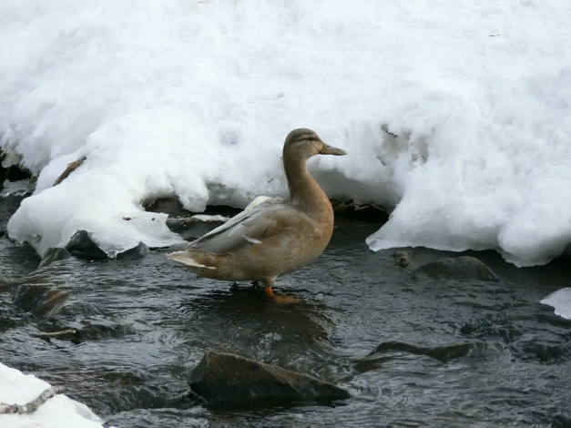Обои картинки фото серая, шейка, животные, утки