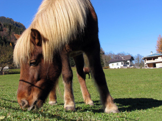 Обои картинки фото животные, лошади