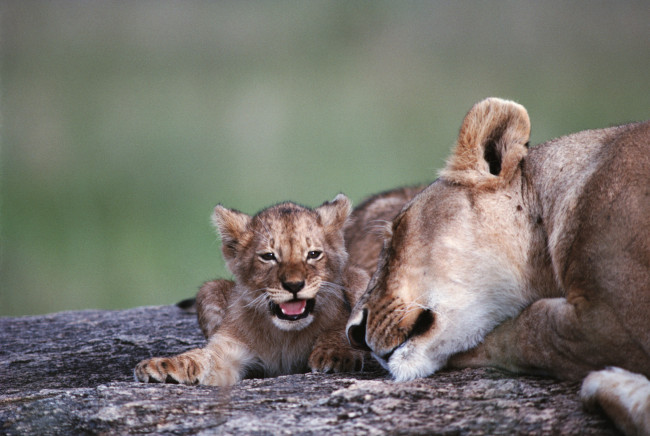 Обои картинки фото животные, львы