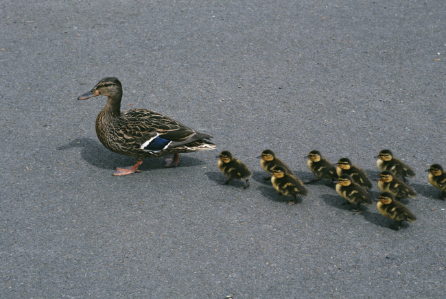 Обои картинки фото животные, утки