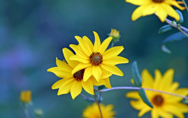 Обои картинки фото цветы, рудбекия