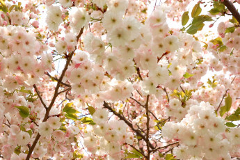 Картинка цветы сакура вишня