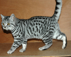 Картинка животные коты cat