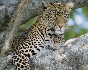 Картинка животные леопарды хищник кошка