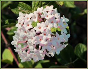 Картинка цветы лантана вербена белые много