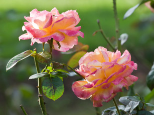 Картинка цветы розы