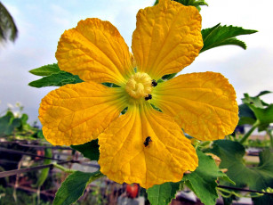 Картинка цветы желтые