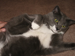 Картинка животные коты cat