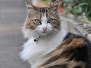 Картинка животные коты кошка