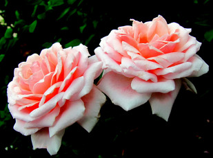 Картинка цветы розы