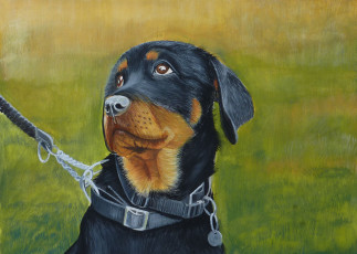 Картинка chrissy marie рисованные собака