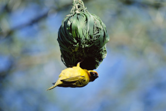 Картинка животные гнезда птиц гнездо африканский воробей