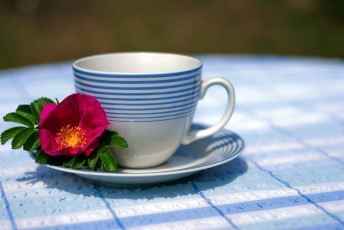 обоя разное, посуда, столовые, приборы, кухонная, утварь, блюдце, чашка, шиповник