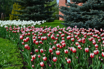 Картинка цветы тюльпаны многоцветье