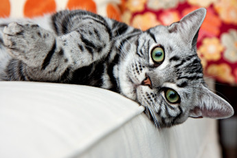 Картинка животные коты cat