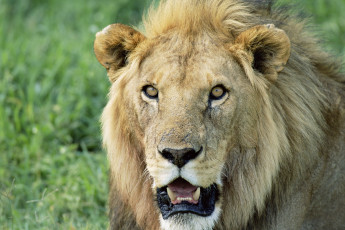 Картинка животные львы царь зверей