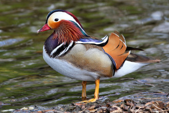 Картинка животные утки утка вода