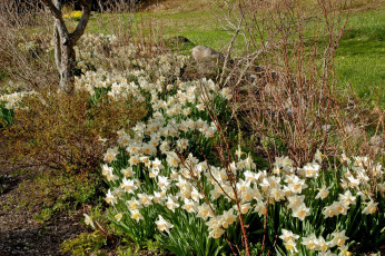 Картинка цветы нарциссы много весна